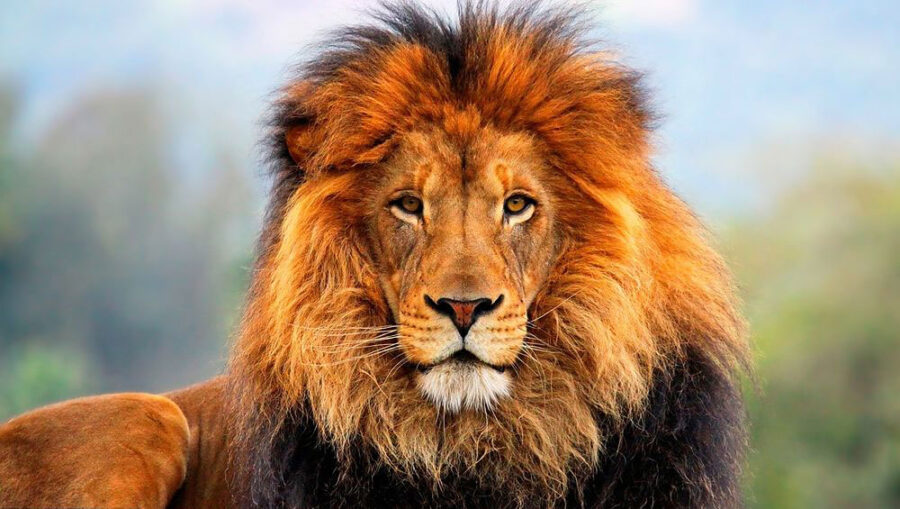 El rey de la selva